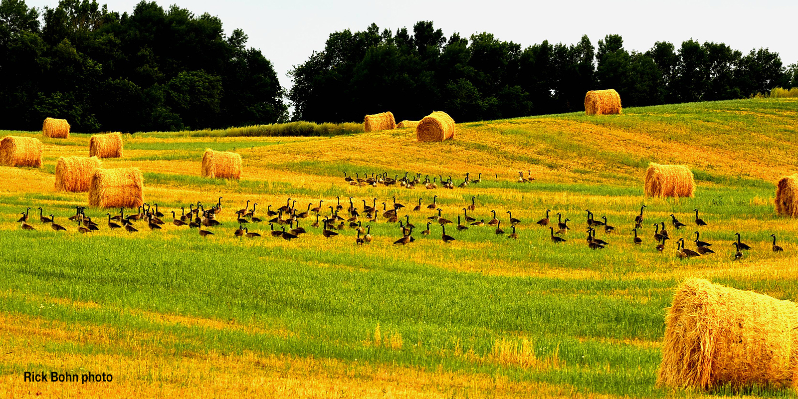 Canada Geese August Field